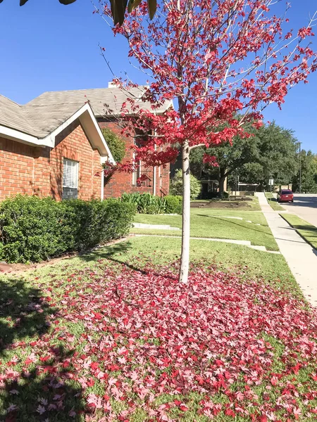 stock image Exterior single-detached dwelling home in suburban Dallas-Fort Worth with attached garage. Autumn fall foliage with bright red maple color in Texas, America.