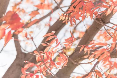Yakın çekim parlak çarpıcı Çin Pistache (Pistachia chinensis) kırmızı yaprakları doku. Renkli sonbahar yaprakları Dallas, Texas, ABD.
