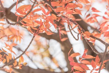 Yakın çekim parlak çarpıcı Çin Pistache (Pistachia chinensis) kırmızı yaprakları doku. Renkli sonbahar yaprakları Dallas, Texas, ABD.