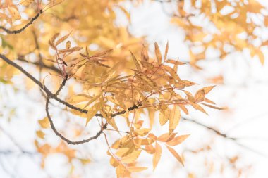 Yakın çekim Çin Pistache (Pistachia chinensis) çarpıcı doku bırakır. Renkli sarı, turuncu sonbahar yaprakları Dallas, Texas, ABD.