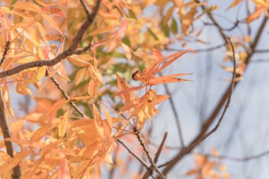 Yakın çekim parlak çarpıcı Çin Pistache (Pistachia chinensis) turuncu yaprak doku. Renkli sonbahar yaprakları Dallas, Texas, ABD.