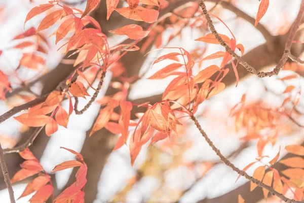 特写亮明亮惊人的中国开心 中国开心果 红叶纹理 五颜六色的秋天的叶子在达拉斯 得克萨斯州 — 图库照片