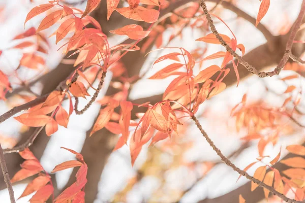 Närbild Ljusa Fantastiska Kinesiska Pistage Pistachia Chinensis Röda Blad Konsistens — Stockfoto