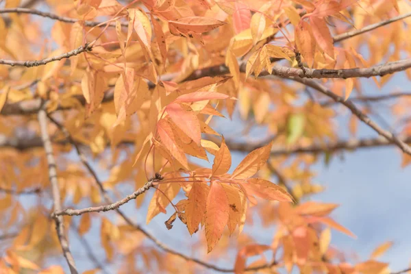 Close-up bright stunning Chinese Pistache (Pistachia chinensis) orange leaves texture. Colorful fall foliage in Dallas, Texas, USA.