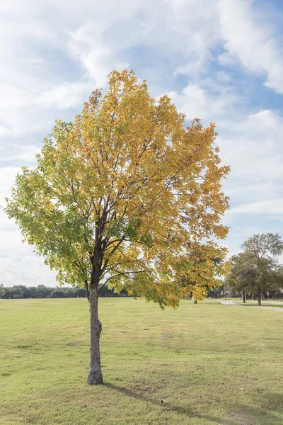 Beautiful Texas Cedar Elm Tree Urban Park Fall Season Stunning — Stock Photo, Image