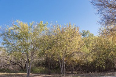 Sonbahar yaprakları renk banliyö Dallas, Texas, ABD gün batımında güzel canlı şehir parkı. Renkli sonbahar yaprakları, Mevsimlik arka plan