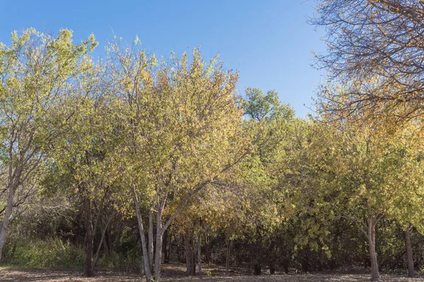 Sonbahar yaprakları renk banliyö Dallas, Texas, ABD gün batımında güzel canlı şehir parkı. Renkli sonbahar yaprakları, Mevsimlik arka plan