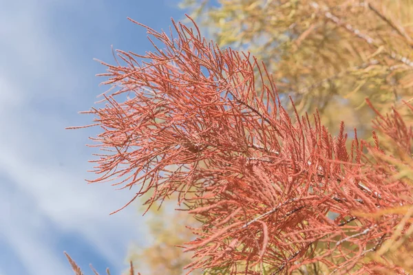 秋のシーズン中に赤い銅色のはげサイプレス ツリーのシダのような葉の層にされた枝の近くダラス テキサス 学名はうちと防除 原産の中央および東のテキサス — ストック写真