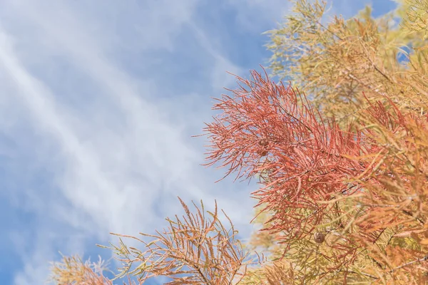 Bald Cypress Vědecký Název Taxodium Distichum Strom Malé Kulaté Šišky — Stock fotografie