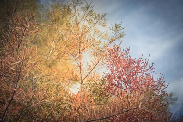 小さい丸いコーンでヴィンテージトーン ラクウショウ ラクウショウ ツリー 美しい層にされた枝中に銅赤色の葉落ちるダラス テキサス 米国近くの雲が青い空の季節 — ストック写真