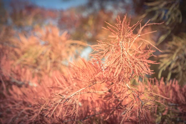 Vintage Tone Close Rami Stratificati Cipresso Calvo Fine Felce Come — Foto Stock