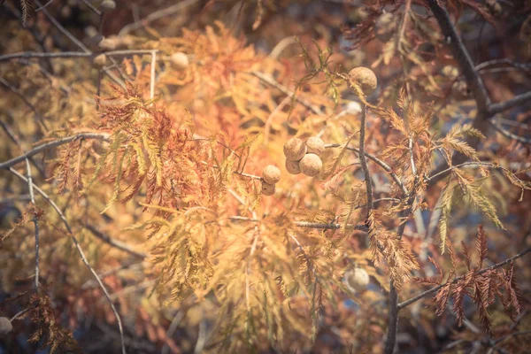 Vintage Tone Close Cyprès Chauve Nom Scientifique Taxodium Distichum Arbre — Photo