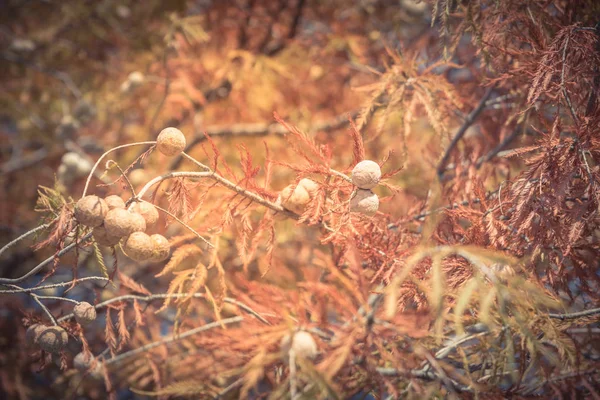 Vintage Tono Primo Piano Cipresso Calvo Nome Scientifico Taxodium Distichum — Foto Stock