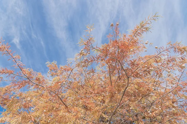 ラクウショウ ラクウショウ 小さい丸いコーン ツリー 美しい層にされた枝中に銅赤色の葉落ちるダラス テキサス 米国近くの雲が青い空の季節 — ストック写真