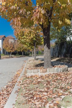 Kaldırımda yeni gelişme konut mahalle sokak yolu toplamak hazır kurutulmuş komisyonlu yaprak yığını. Canlı sarı sonbahar yaprakları renk