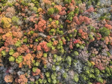 Dallas, Texas, Usa yakınındaki sonbahar ağaçlarının havadan görünümü halı. Sonbahar yaprakları parlak kırmızı, yeşil, sarı ve turuncu yaprakları ile. Uçak uçan gelen güzel kalın orman manzara