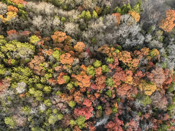 Aerial View Carpet Fall Trees Dallas Texas Usa Autumn Foliage — Stock Photo, Image