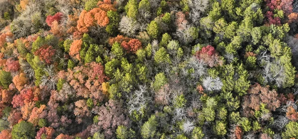 Panorama Flygfoto Matta Hösten Träd Nära Dallas Texas Usa Hösten — Stockfoto