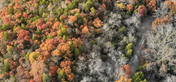 Panoramic aerial view carpet of fall trees near Dallas, Texas, USA. Autumn foliage brilliant red, green, yellow and orange leaves with hiking trail. Beautiful thick forest landscape from flying drone