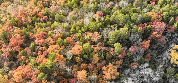 Panoramic Aerial View Carpet Fall Trees Dallas Texas Usa Autumn — Stock Photo, Image