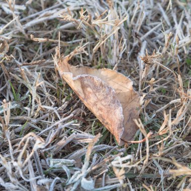 Kuzey Teksas, Amerika erken sonbahar sabah çimenlerin üzerinde kurutulmuş yaprakları donmuş. Hoarfrost ile soğuk yere bırakır. Buz kristalleri, karlı zeminde kaplama frost ile yaprak