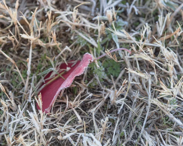 Bevroren Rode Bradford Pear Gras Vroege Ochtend Van Herfst Noord — Stockfoto