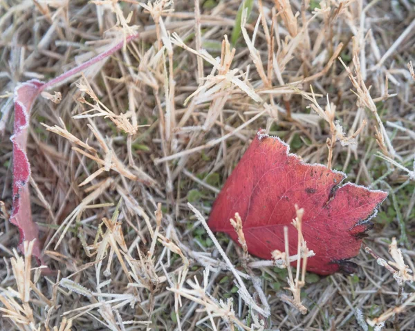 Bevroren Rode Bradford Pear Gras Vroege Ochtend Van Herfst Noord — Stockfoto