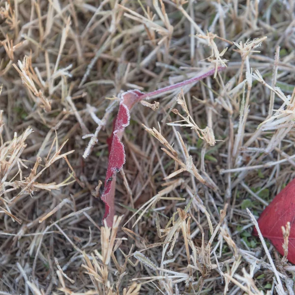 Замороженные Красные Грушевые Листья Брэдфорда Траве Ранним Осенним Утром Северном — стоковое фото