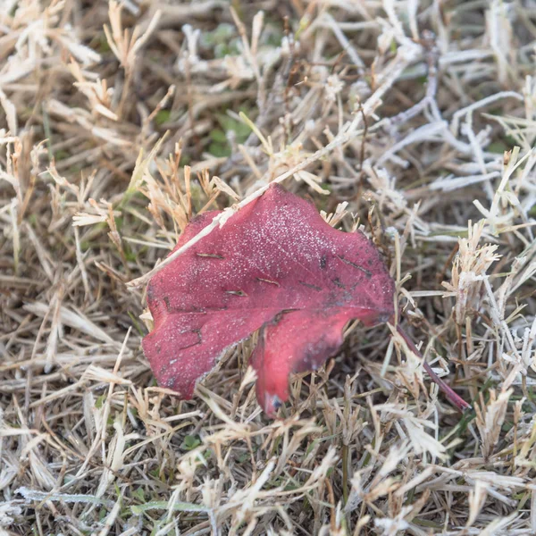 ノース テキサス アメリカの光草秋の朝早くに冷凍赤ブラッドフォード梨を残します 冷ややかな地面に霜を葉します 氷結晶 雪に覆われた地面にコーティング霜葉します — ストック写真