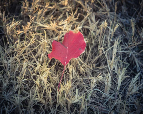 秋早朝ノース テキサス アメリカの光と草に冷凍赤ブラッドフォード梨ビンテージ トーンを残します 葉に冷ややかな霜 氷結晶 雪に覆われた地面にコーティング霜葉します — ストック写真