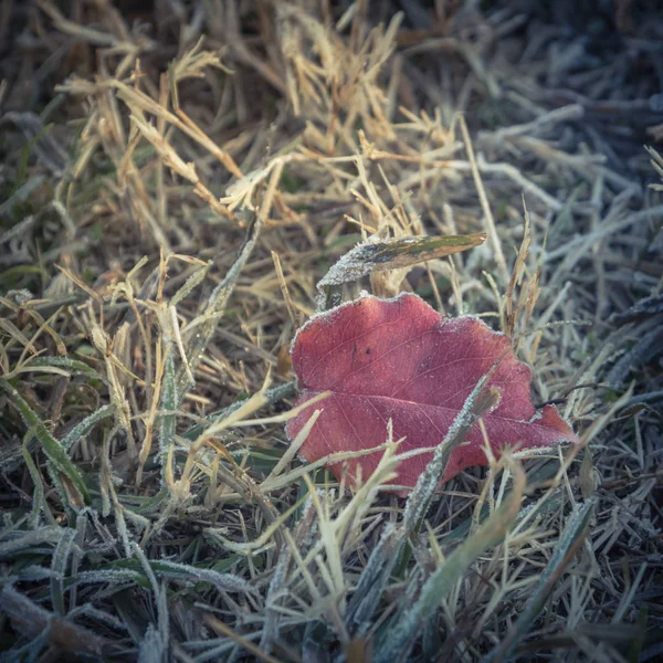 Замороженные Красные Листья Груши Брэдфорда Траве Ранним Осенним Утренним Светом — стоковое фото