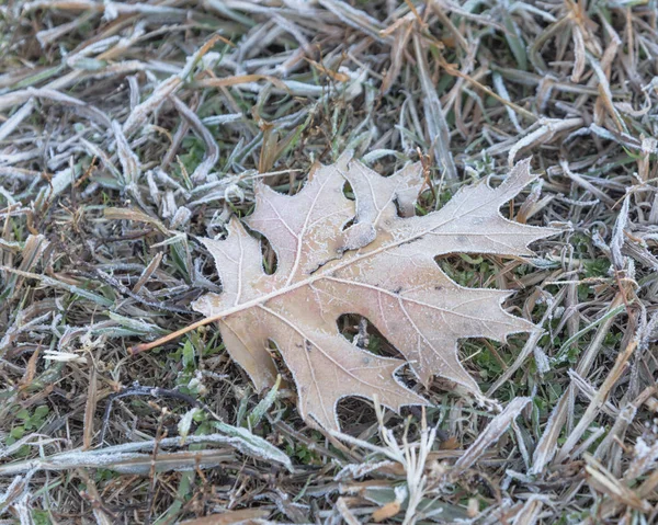 ノース テキサス アメリカで 早朝に秋の冷凍カエデの葉が草の上 冷ややかな地面に霜を葉します 氷結晶 雪に覆われた地面にコーティング霜葉します — ストック写真