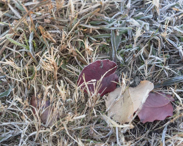 Frozen red Bradford pear leaves on grass in early Autumn morning in North Texas, America. Frosty ground with hoarfrost on leaves. Leaf with ice crystals, frost coating on snowy ground