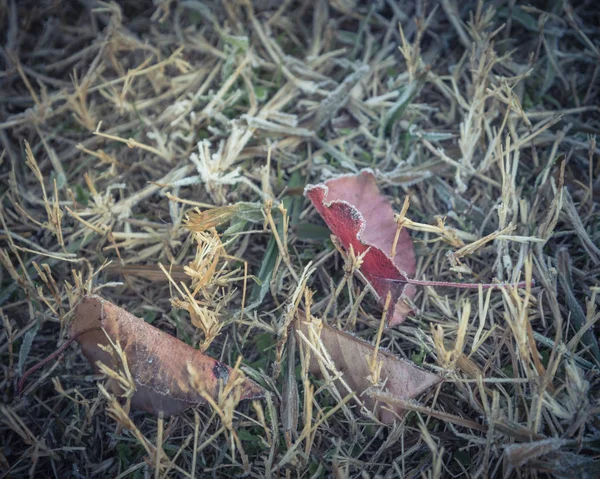 Заморожені Червоний Бредфорд Груша Листя Траві Раннього Ранку Осінь Північного — стокове фото