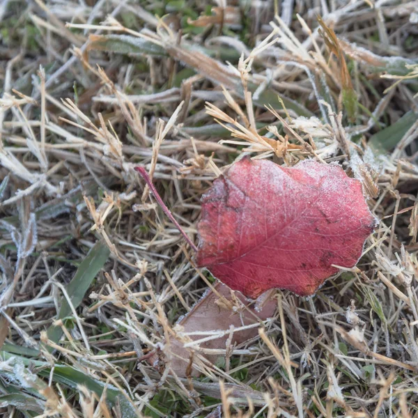 Hojas Pera Bradford Rojas Congeladas Hierba Principios Mañana Otoño Norte — Foto de Stock