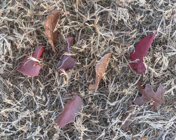 Frozen red Bradford pear leaves on grass in early Autumn morning in North Texas, America. Frosty ground with hoarfrost on leaves. Leaf with ice crystals, frost coating on snowy ground