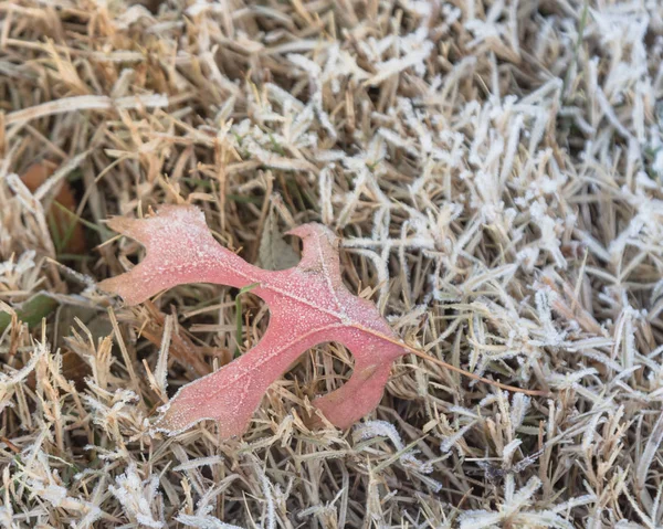 ノース テキサス アメリカで 早朝に秋の冷凍カエデの葉が草の上 冷ややかな地面に霜を葉します 氷結晶 雪に覆われた地面にコーティング霜葉します — ストック写真