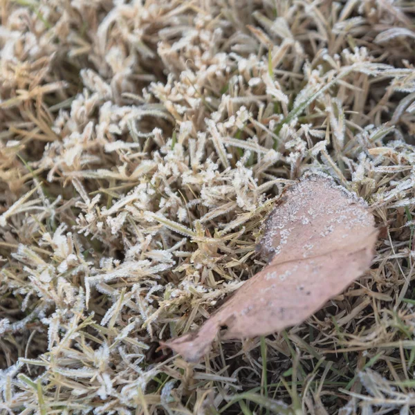 Feuilles Séchées Congelées Sur Herbe Tôt Matin Automne Texas Nord — Photo