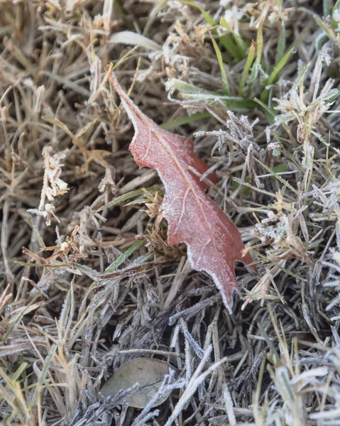ノース テキサス アメリカで 早朝に秋の冷凍カエデの葉が草の上 冷ややかな地面に霜を葉します 氷結晶 雪に覆われた地面にコーティング霜葉します — ストック写真