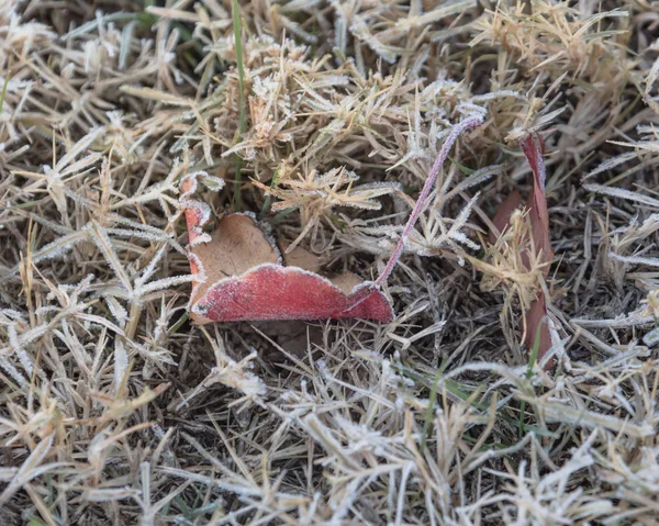 Frozen red Bradford pear leaves on grass in early Autumn morning in North Texas, America. Frosty ground with hoarfrost on leaves. Leaf with ice crystals, frost coating on snowy ground