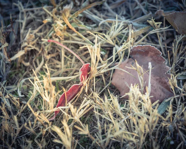 Винтажный Тон Заморозил Красные Листья Брэдфорда Траве Ранним Осенним Утренним — стоковое фото