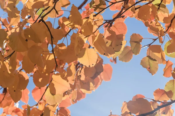 Hermosas Hojas Otoño Retroiluminadas Árbol Pera Bradford Callery Pear —  Fotos de Stock