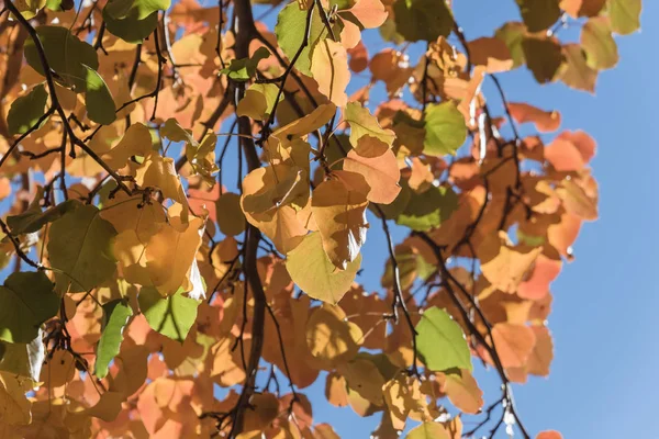 Follaje de otoño colorido hojas de pera Bradford doradas con retroiluminación b —  Fotos de Stock