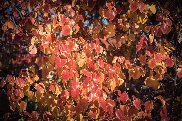 Dźwięk Vintage Szczegół Kolorowe Bradford Pear Galerii Gruszka Pozostawia Sezonie — Zdjęcie stockowe