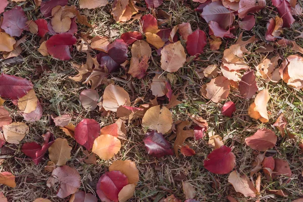Сверху Виднеются Разноцветные Толстые Ковровые Земляные Листья Арахиса Крапивы Осенний — стоковое фото