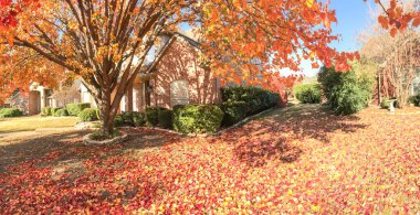 Güzel tek aile evi Panorama görünümünü yakınındaki Dallas, Texas, ABD sezon sonbahar. Bradford armut (Callery armut) kalın halı ağaç ve zemin, güneşli sonbahar sabah kalkıyor