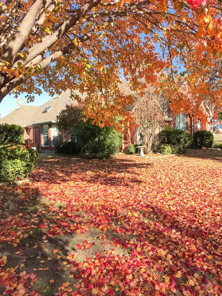 Beautiful single-family house in fall season near Dallas, Texas, USA. Thick carpet of Bradford Pear (Callery pear) leaves on tree and ground, sunny autumn morning