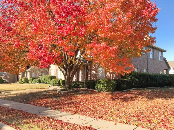 Typical single-family house near sidewalk in suburban Dallas, Texas, USA. Colorful fall foliage with thick carpet of Bradford Pear (Callery pear) leaves on tree and ground