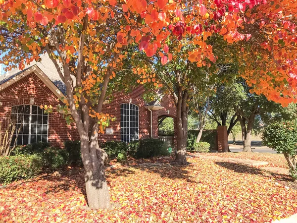 Beautiful single-family house in fall season near Dallas, Texas, USA. Thick carpet of Bradford Pear (Callery pear) leaves on tree and ground, sunny autumn morning