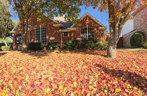 Beautiful single-family house in fall season near Dallas, Texas, USA. Thick carpet of Bradford Pear (Callery pear) leaves on tree and ground, sunny autumn morning